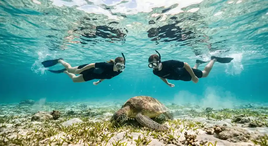 Green sea turtle swimming in the clear turquoise sea Sea Plus Water Chalet Resort