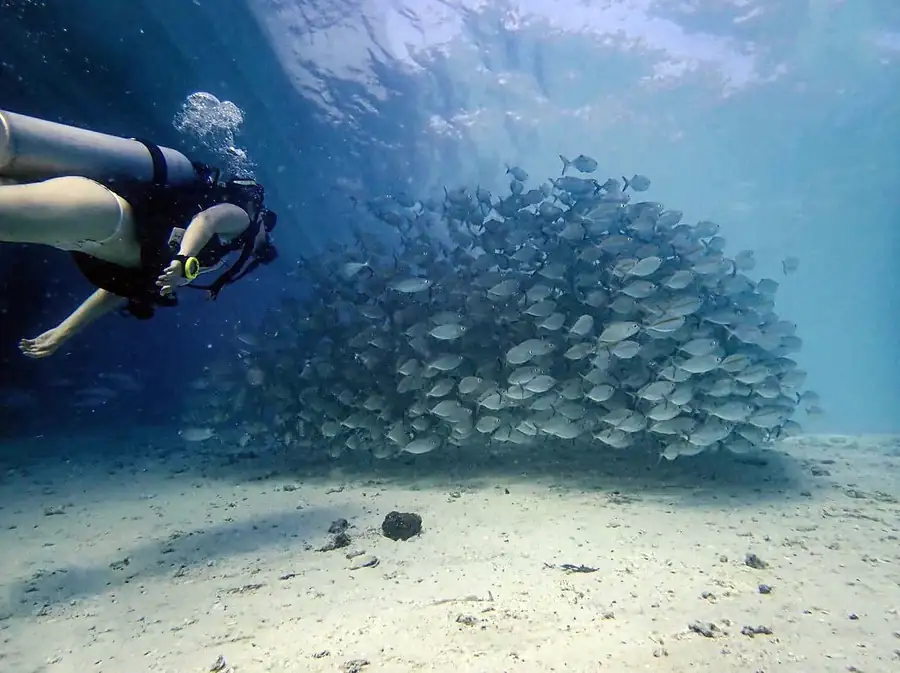 Diver observing a school of fish at Mabul Island Sea Plus Water Chalet Resort