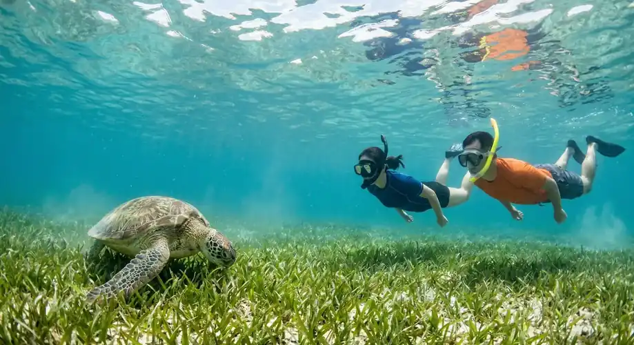 Encountering a sea turtle while snorkeling in Semporna Sea Plus Water Chalet Resort